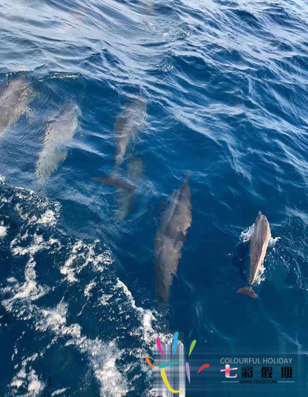 斐济追海豚一日游